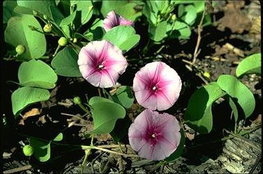 APII jpeg image of Ipomoea brasilienses  © contact APII