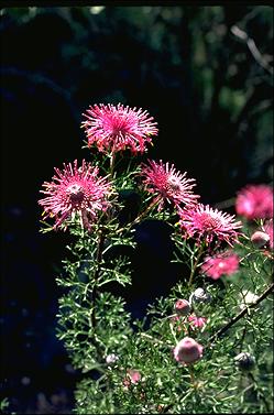 APII jpeg image of Isopogon formosus  © contact APII