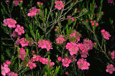 APII jpeg image of Kunzea pauciflora  © contact APII