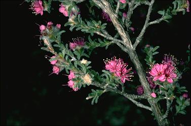 APII jpeg image of Kunzea acicularis  © contact APII