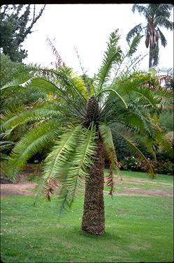 APII jpeg image of Lepidozamia peroffskyana  © contact APII