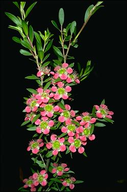 APII jpeg image of Leptospermum spectable 'Aphrodite'  © contact APII