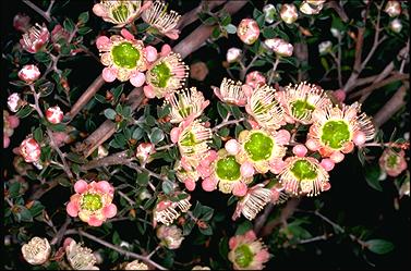 APII jpeg image of Leptospermum macrocarpum  © contact APII