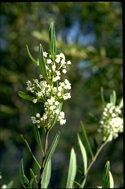 APII jpeg image of Logania albiflora  © contact APII