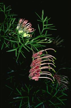 APII jpeg image of Grevillea rivularis  © contact APII