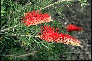 APII jpeg image of Grevillea neorigida subsp. neorigida  © contact APII