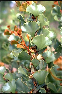 APII jpeg image of Hakea brownii  © contact APII