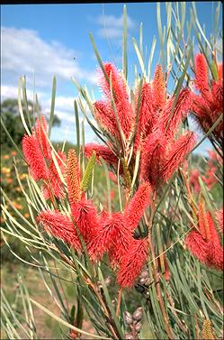 APII jpeg image of Hakea francisiana  © contact APII