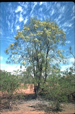 APII jpeg image of Hakea lorea  © contact APII