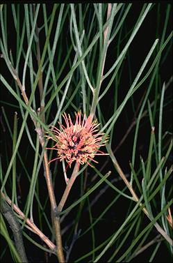 APII jpeg image of Hakea scoparia subsp. scoparia  © contact APII