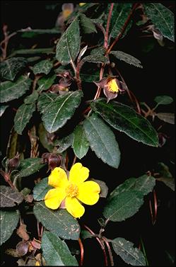 APII jpeg image of Hibbertia dentata  © contact APII