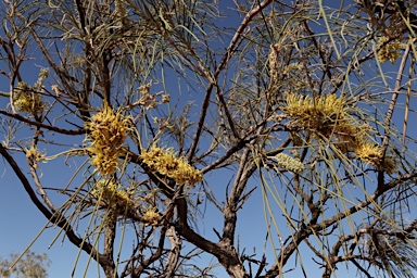 APII jpeg image of Hakea lorea subsp. lorea  © contact APII