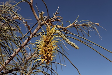 APII jpeg image of Hakea lorea subsp. lorea  © contact APII