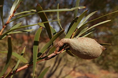 APII jpeg image of Hakea arborescens  © contact APII