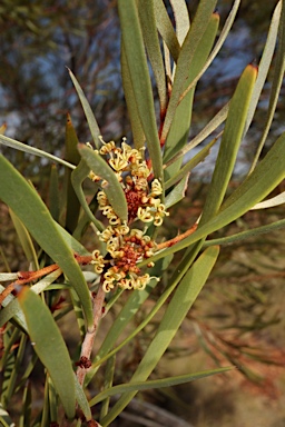 APII jpeg image of Hakea arborescens  © contact APII