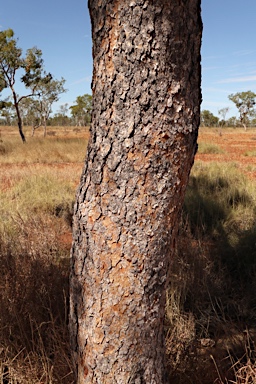 APII jpeg image of Corymbia terminalis  © contact APII