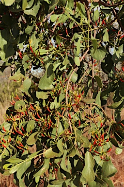 APII jpeg image of Lysiana spathulata subsp. parvifolia  © contact APII