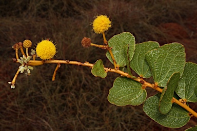 APII jpeg image of Acacia retivenea subsp. retivenea  © contact APII