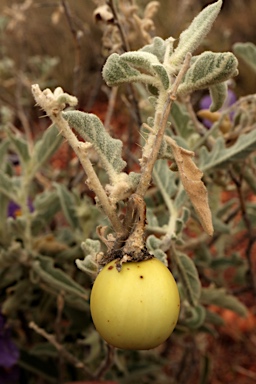 APII jpeg image of Solanum succosum  © contact APII