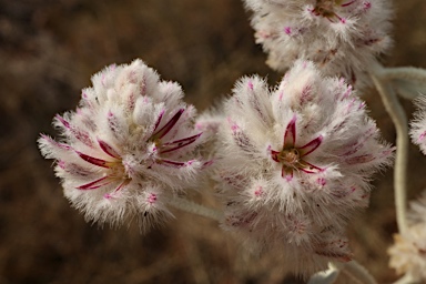 APII jpeg image of Ptilotus obovatus  © contact APII