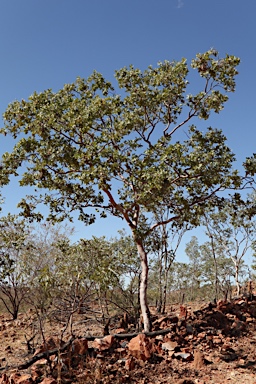 APII jpeg image of Corymbia aspera  © contact APII