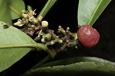 APII jpeg image of Glycosmis trifoliata  © contact APII