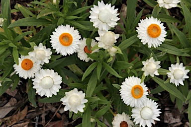 APII jpeg image of Xerochrysum bracteatum 'Mohave White'  © contact APII