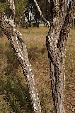 APII jpeg image of Eucalyptus cuprea  © contact APII