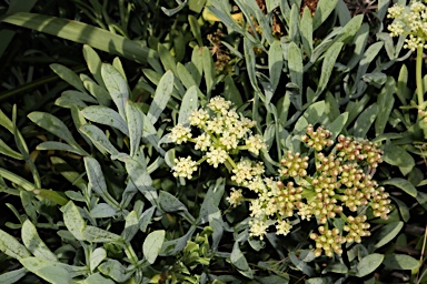 APII jpeg image of Crithmum maritimum  © contact APII