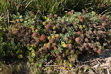 APII jpeg image of Crithmum maritimum  © contact APII