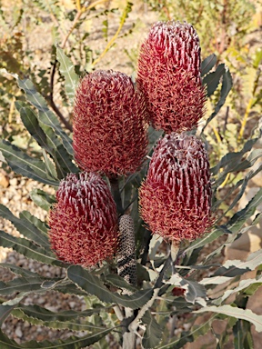 APII jpeg image of Banksia menziesii  © contact APII