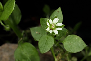 APII jpeg image of Stellaria media  © contact APII