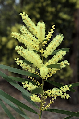 APII jpeg image of Acacia floribunda  © contact APII