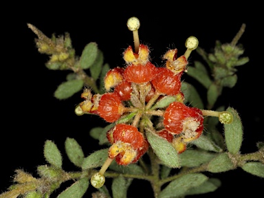 APII jpeg image of Grevillea alpina  © contact APII