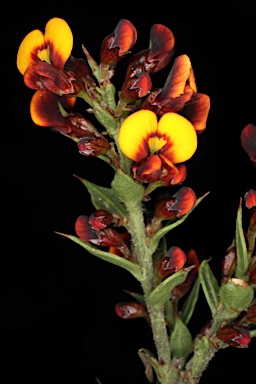 APII jpeg image of Daviesia ulicifolia subsp. ruscifolia  © contact APII