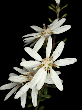 APII jpeg image of Olearia microphylla  © contact APII