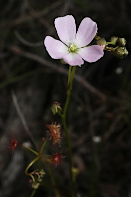 APII jpeg image of Drosera auriculata  © contact APII