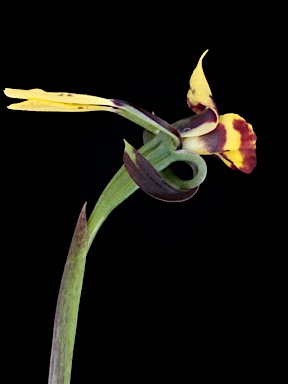 APII jpeg image of Diuris pardina  © contact APII