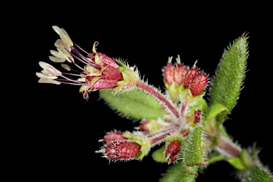 APII jpeg image of Pomax umbellata  © contact APII