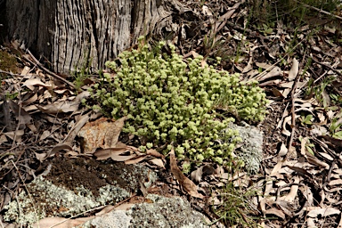 APII jpeg image of Scleranthus diander  © contact APII