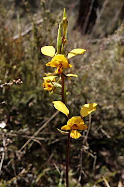 APII jpeg image of Diuris sulphurea  © contact APII