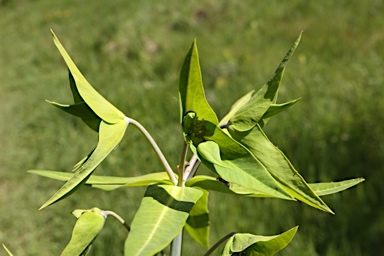 APII jpeg image of Euphorbia lathyris  © contact APII