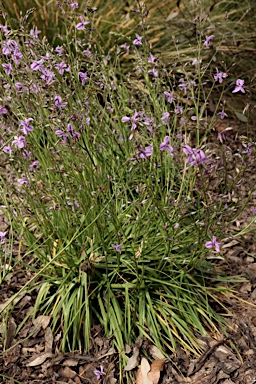 APII jpeg image of Arthropodium fimbriatum  © contact APII