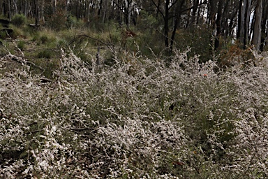 APII jpeg image of Leptospermum multicaule  © contact APII