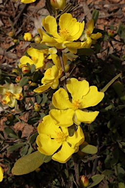 APII jpeg image of Hibbertia obtusifolia  © contact APII