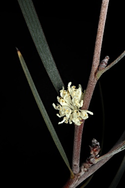 APII jpeg image of Hakea aenigma  © contact APII