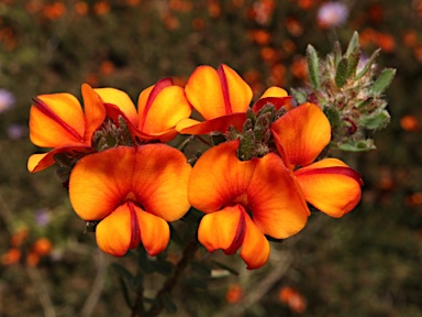 APII jpeg image of Pultenaea subspicata  © contact APII