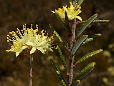 APII jpeg image of Phebalium squamulosum subsp. ozothamnoides  © contact APII