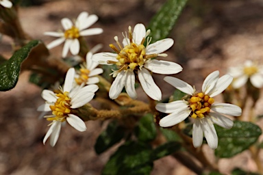 APII jpeg image of Olearia rugosa subsp. distalilobata  © contact APII