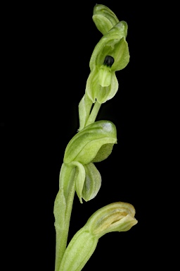 APII jpeg image of Pterostylis bicolor  © contact APII